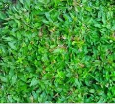 Rumput gajah mini menjadi tanaman yang mendasar dan penting untuk taman rumah, tanpa rumput rumah terlihat kurang asri.hampir semua rumah minimalis mengandalkan rumput gajah mini sebagai penghias taman. Cara Menanam Dan Merawat Rumput Gajah Mini Beserta Harga Rumput Gajah Mini Di Tingkat Petani Tahun 2021 Jual Rumput Taman Dan Bibit Rumput Ternak