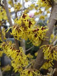 Image result for Hamamelis mollisi