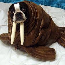 Best Halloween Pet Costume I Ve Ever Seen Pet Halloween Costumes Halloween Animals Dog Halloween