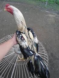 Akan tetapi bagi anda yang berpikir itu berpengaruh dengan kesukaan anda, maka. 71 Gambar Ayam Wido Juara Terbaik Infobaru