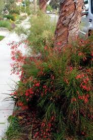 Firecracker Plant Russelia Equisetiformis Commercial Landscaping Garden Landscape Design Ornamental Plants