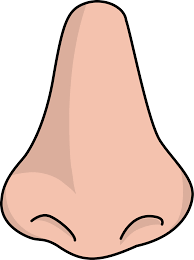 Human Nose Png Image Free Clip Art Clip Art Art