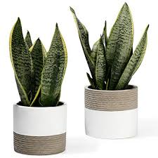 Shop indoor and outdoor plant holders such as hanging pots, rail planters and more. Potey 054901 Cement Planter Pots 5 Inch Indoor Concrete Flowerpot Bonsai Container With Drainage Holes For Small Plants Succulent Cactus Set Of 2 Plant Not Included Buy Online In Aruba At Aruba Desertcart Com