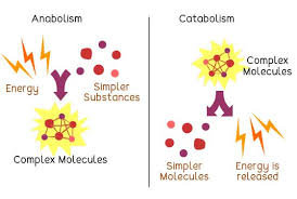 › this analysis and discussion activity introduces students to the basic principles of how biological organisms use energy. Living Things Obtain And Use Energy Eschooltoday