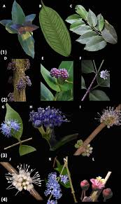 Image result for Memecylon