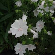 Stort udvalg af stauder til landets bedste priser. Malva Moschata Alba Moskus Katost