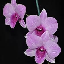The orchid exotic beauties there are many different types of orchids, each with their own scent and color. All About Dendrobium Orchids And How To Grow Them