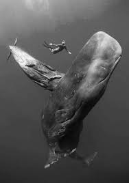 Beautiful Black And White Animal Photography Delusional Existentialist Electric Photo Animals Beautiful Animal Photography Animals