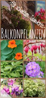 30 Ideale Balkonpflanzen Fur Schattige Standorte Talu De Balkon Pflanzen Pflanzen Pflanzen Schatten