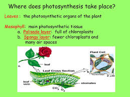 They don't have leaves, so photosynthesis occurs in their trunks. Where Does Photosynthesis Take Place Ppt Download