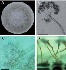 Image result for Botrytis cinerea