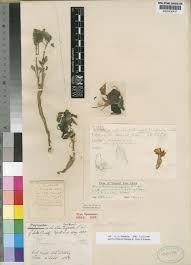 Image result for Pterodiscus angustifolius