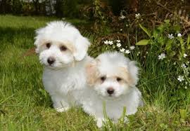 skillful maltese puppy weight chart 2019