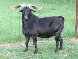 Black And White Goat Breeds Spanish Goat Spanish Goats Breed Spanish Goat Barnyard Animals