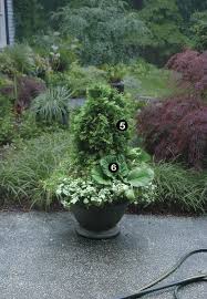 Cut the stems as long as you like. 10 Plants For Year Round Containers Finegardening