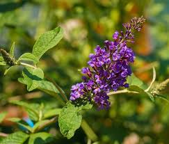 Mönchspfeffer (agnus castus, keuschlammstrauch) ist eine pflanze der familie der eisenkrautgewächse bzw. Monchspfeffer Bei Kinderwunsch Hilft Das Wirklich Beim Schwanger Werden Babybauch Blog