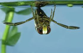 Image result for Backswimmer
