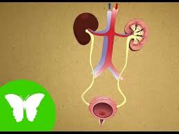 Resultat d'imatges de aparell excretor