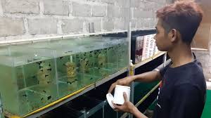 10 rahasia cara memulai usaha ini. Modal Nekat Budidaya Ikan Guppy Suranto Kini Tembus Pasar Asia Dan Eropa Suara Jogja