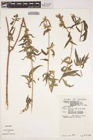 Image result for Dissotis irvingiana