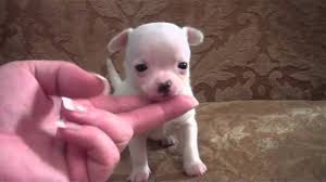 Check out these adorable chihuahua puppies that are sure to bring joy into your home. Teacup Solid White Female Chihuahua Www Tinypawsandclaws Com Youtube