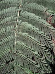 Image result for Cyatheaceae