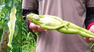 Check spelling or type a new query. The Nareepol Tree Women Shape Fruit Interesting Tree Youtube