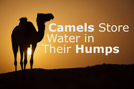 If your dog is not eating or not acting excited about feeding time, you according to the vet, healthy dogs and cats can last three, four, five days without eating, many even longer than that. Do Camels Store Water In Their Humps Don T Believe That