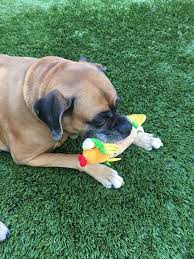 Maybe you would like to learn more about one of these? Barkbox On Twitter Yesss Fish Taco S Are The Nommiest Pawfect For A Beautiful Spring Day