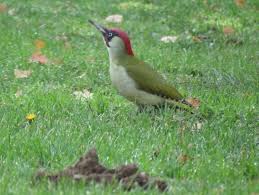 Pic Vert Gilles Guyonnet Oiseaux Oiseaux Des Jardins Pic Vert