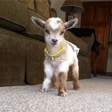 Fun Fact Bottle Fed Kids Are More Friendly And Social Toward People So We Cute Animals Cute Goats Baby Animals Funny