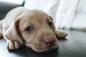 When Does A Dog Stop Growing Find Your Pup S Final Size