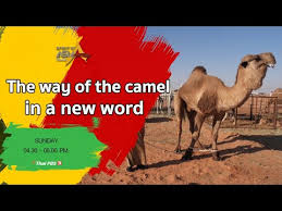 Sharpen your skills and improve your brain acuity as you try to solve what word best describes the hidden theme shared by four. The Way Of The Camel In A New Word Spirit Of Asia Feb 2 2020 Youtube