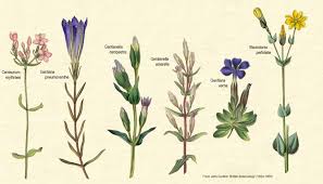 Image result for Gentianaceae