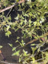 Image result for Lemna trisulca