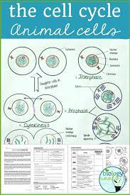 Maybe you would like to learn more about one of these? Cell Cycle Mitosis Reading And Coloring Activity Or Homework Life Science Lessons Life Science Middle School Biology Lessons