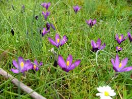 Image result for Romulea