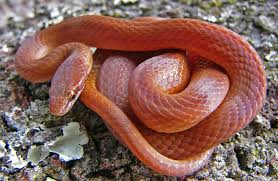Orange Red Snake Google Search Snake Red Orange Pine Wood