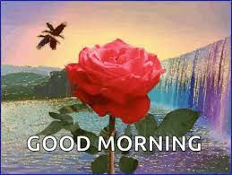 We send images to our relatives and those peoples who are much closed to our heart. Good Morning Rose Gif Good Morning Rose Waterfalls Discover Share Gifs