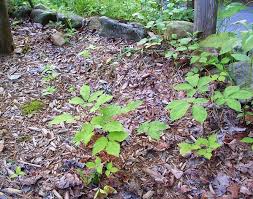 Ginseng), south china ginseng (p. How To Grow And Care For Ginseng