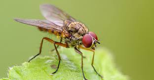 Cabbage root flies, which are pretty much identical to houseflies in appearance, lay tiny white eggs on the soil surface near the stems of cabbage family plants. Root Maggot Control How To Identify And Get Rid Of Root Maggots