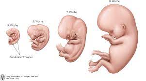 Wann werden sie ihre schwangerschaft bekannt geben? 18 Schwangerschaft Geburt Und Wochenbett Pflegepadagogik Georg Thieme Verlag