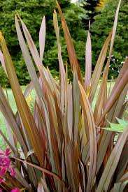 Image result for Phormium