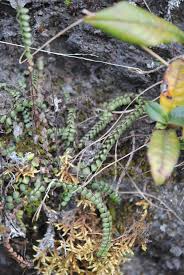 Image result for Asplenium cancellatum