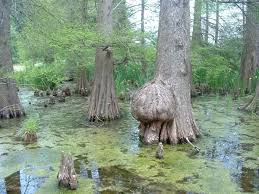 Image Result For Animals That Live In The Swamps Of Louisiana Biomes Wetland Biome Tree