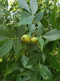 نتیجه جستجوی لغت [hickory] در گوگل