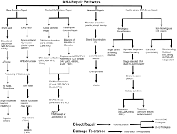 Welcome to your reliable local pest control company. Frontiers Structural Aspects Of Dna Repair And Recombination In Crop Improvement Genetics