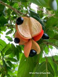 Image result for Sterculia