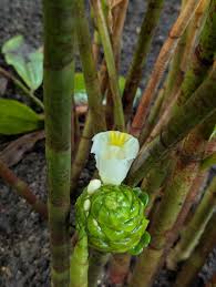 Image result for Costus dubius
