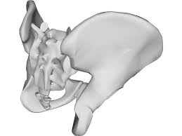 Pin On Pelvis Hip Bone Study